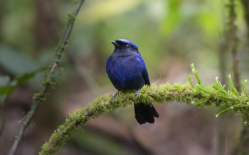 Large Niltava (Niltava grandis) at Da Lat Bird Hides - Southern Vietnam. Photo by: Phuc Le - Vietnam Bird Photography Tours - Vietbirdphototours.com